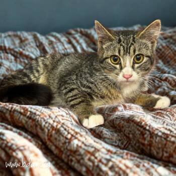 Bangers -  Domestic Short Hair Cat for Adoption in Cheyenne, Wyoming - Bangers | PetCurious
