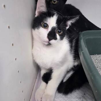 Tiffany -  Domestic Short Hair Cat for Adoption in Duncan, Oklahoma - Tiffany | PetCurious