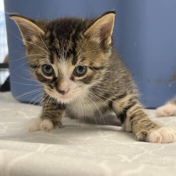 Pappardelle-C -  Domestic Short Hair Cat for Adoption in East St. Louis, Illinois - Pappardelle-C | PetCurious