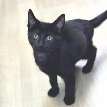 Rescue Domestic Short Hair Cats for Adoption in Asheville, North Carolina - Juice | PetCurious