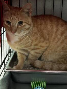 Watermelon Baby -  Domestic Short Hair Cat for Adoption in Spruce Pine, North Carolina - Watermelon Baby | PetCurious