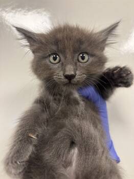 Rescue Domestic Short Hair Cats for Adoption in Ontario, California - NEEDS A FOSTER | PetCurious