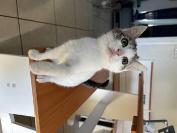 Rescue Domestic Short Hair Cats for Adoption in Bell Gardens, California - Oliver | PetCurious