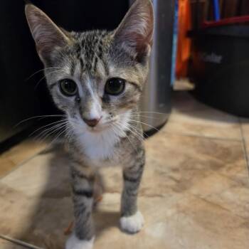 Tiramisu -  Tabby Cat for Adoption in Coral Gables, Florida - Tiramisu | PetCurious