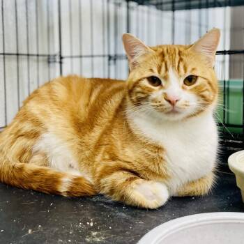 Domestic Short Hair Cats Available for Adoption - Simon | PetCurious