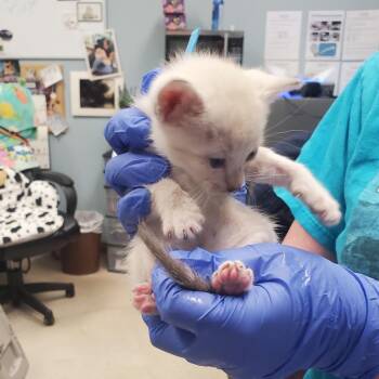 SAS-A-90820 -  Domestic Short Hair Cat for Adoption in Milton, Florida - SAS-A-90820 | PetCurious