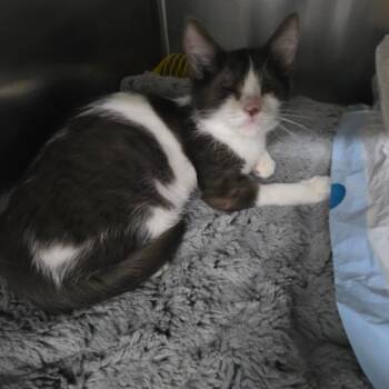 Otis -  Domestic Short Hair Cat for Adoption in Las Vegas, Nevada - Otis | PetCurious