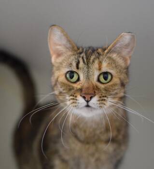 Fancy -  Domestic Short Hair Cat for Adoption in Pontiac, Michigan - Fancy | PetCurious
