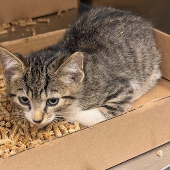 Butterfly -  Domestic Short Hair Cat for Adoption in Philadelphia, Pennsylvania - Butterfly | PetCurious