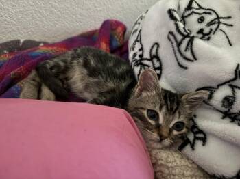 Tinker Paws -  Domestic Short Hair and Tabby Cat for Adoption in Chandler, Arizona - Tinker Paws | PetCurious