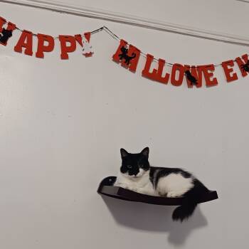 Domestic Medium Hair Cats Available for Adoption in New York, New York - Kiri B. - Pretty Little Lady | PetCurious