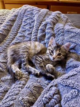 Rosie -  Domestic Medium Hair Cat for Adoption in Emporia, Kansas - Rosie | PetCurious