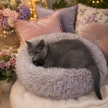 Domestic Short Hair Cats Available for Adoption in Dallas, Texas - Kee Kee 0134 | PetCurious