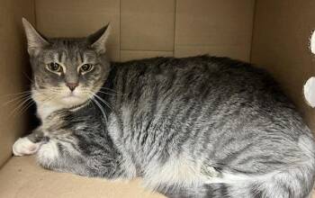 Domestic Short Hair Cats Available for Adoption - Fluffy | PetCurious