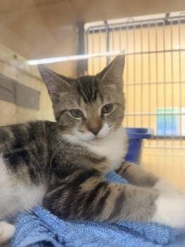 Spike & Littlefoot -  Domestic Short Hair Cat for Adoption in Worcester, Massachusetts - Spike & Littlefoot | PetCurious