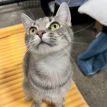 Nova -  Domestic Short Hair Cat for Adoption in Columbus, Ohio - Nova | PetCurious