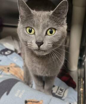 Star -  Domestic Short Hair Cat for Adoption in Vancouver, Washington - Star | PetCurious