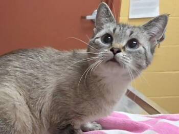 Domestic Short Hair Cats Available for Adoption in Westland, Michigan - India | PetCurious