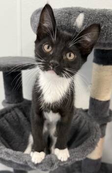 Mobile -  Domestic Short Hair Cat for Adoption in Venice, Florida - Mobile | PetCurious
