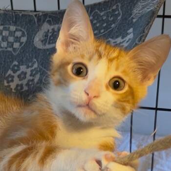 Do Not Disturb -  Domestic Short Hair Cat for Adoption in Titusville, Florida - Do Not Disturb | PetCurious