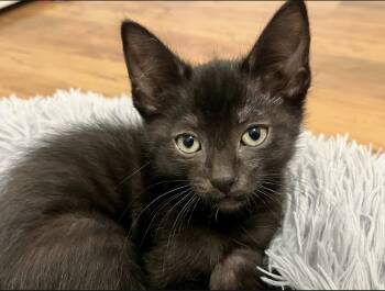 Pierre -  Domestic Short Hair Cat for Adoption in Campbell, California - Pierre | PetCurious