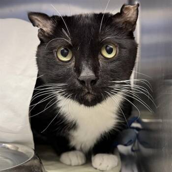 DARKNESS -  Domestic Short Hair Cat for Adoption in Las Vegas, Nevada - DARKNESS | PetCurious