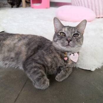Cada -  Domestic Short Hair Cat for Adoption in New Orleans, Louisiana - Cada | PetCurious