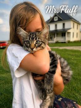 Mr. Fluff -  Tabby and Maine Coon Cat for Adoption in Decorah, Iowa - Mr. Fluff | PetCurious