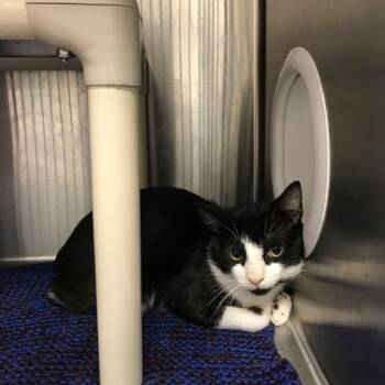 Michael Jordan -  Domestic Short Hair Cat for Adoption in West Palm Beach, Florida - Michael Jordan | PetCurious