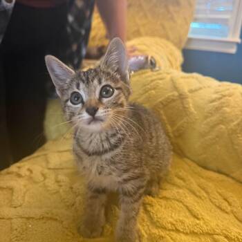 Avril Lavine -  American Shorthair Cat for Adoption in Mount Vernon, Arkansas - Avril Lavine | PetCurious