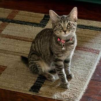 Maruka -  American Bobtail and Manx Cat for Adoption in Clayton, California - Maruka | PetCurious