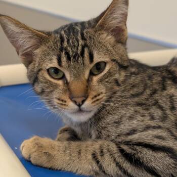Abigail -  Domestic Short Hair Cat for Adoption in Vallejo, California - Abigail | PetCurious