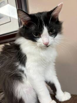 Zoey (+ Sibling) -  Domestic Long Hair Cat for Adoption in Richmond Hill, Ontario - Zoey (+ Sibling) | PetCurious