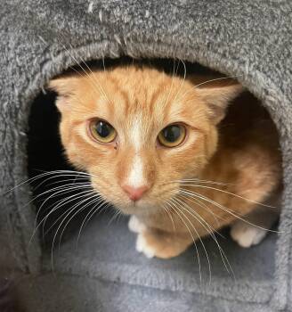 Rescue Domestic Short Hair Cats for Adoption in Indiana, Pennsylvania - Turmeric | PetCurious