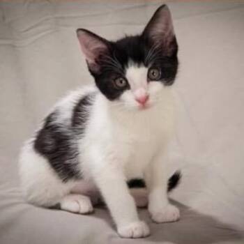 Tandoori -  Domestic Short Hair Cat for Adoption in Orangevale, California - Tandoori | PetCurious