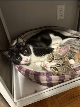 American Shorthair Cats Available for Adoption - Thomas And Tsylya  | PetCurious