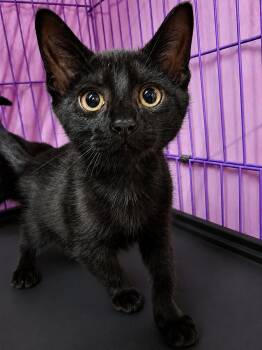 Domestic Short Hair Cats Available for Adoption in Cuyahoga Falls, Ohio - Kitten Krave | PetCurious