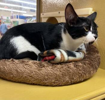 Pepper -  Domestic Short Hair Cat for Adoption in Gladstone, Oregon - Pepper | PetCurious