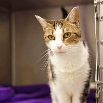 Lilly -  Domestic Short Hair Cat for Adoption in Atlanta, Georgia - Lilly | PetCurious