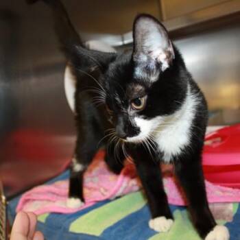 Beetle -  Domestic Short Hair Cat for Adoption in Richmond, Virginia - Beetle | PetCurious