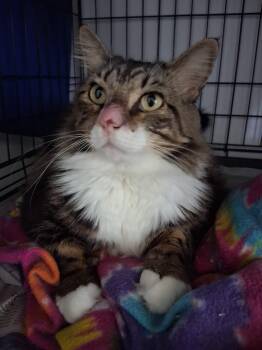 Cookie Girl -  Maine Coon Cat for Adoption in Parkland, Florida - Cookie Girl | PetCurious