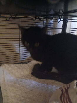 Rescue Domestic Short Hair Cats for Adoption in Thatcher, Arizona - Zara | PetCurious