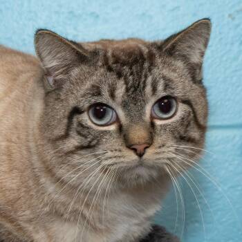 Siamese Cats Available for Adoption - Ziggy | PetCurious