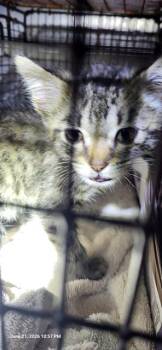 NIKKI -  Domestic Short Hair Cat for Adoption in San Antonio, Texas - NIKKI | PetCurious