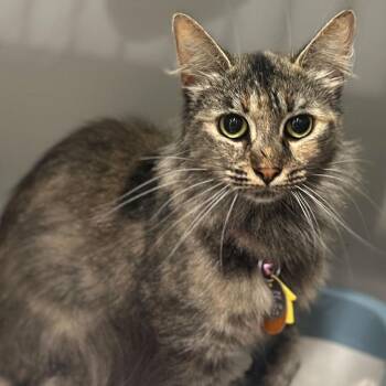 Ribosome -  Domestic Long Hair Cat for Adoption in Port Washington, New York - Ribosome | PetCurious