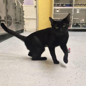 Claddagh -  Domestic Short Hair Cat for Adoption in Newark, New Jersey - Claddagh | PetCurious