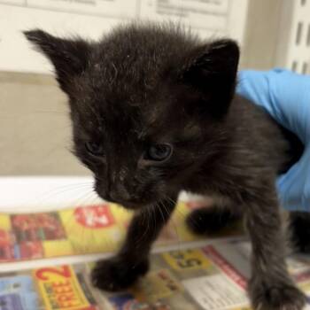 Tim -  Domestic Medium Hair Cat for Adoption in Yuma, Arizona - Tim | PetCurious