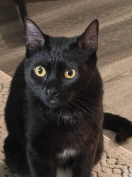 Rescue Domestic Short Hair Cats for Adoption - Neeko | PetCurious