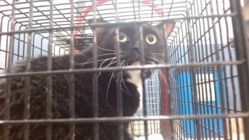 CHESTER -  Domestic Short Hair Cat for Adoption in Doral, Florida - CHESTER | PetCurious