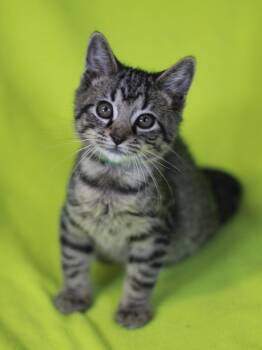 Willy -  Domestic Short Hair and Tabby Cat for Adoption in Algood, Tennessee - Willy | PetCurious